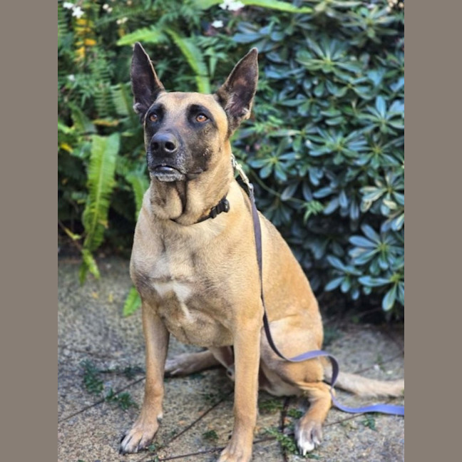 Photo of Larry   4 Year Old Belgian Shepherd X