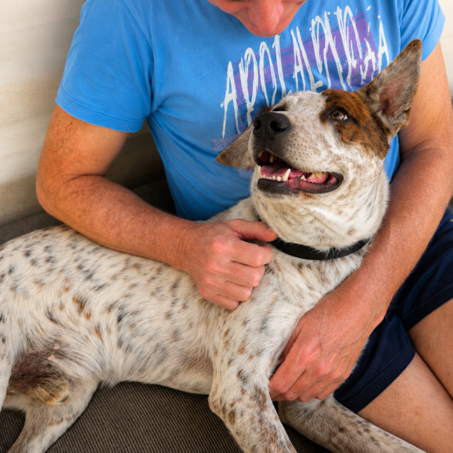 Photo of Spot