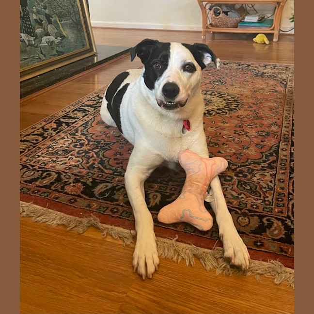 Photo of Sadie