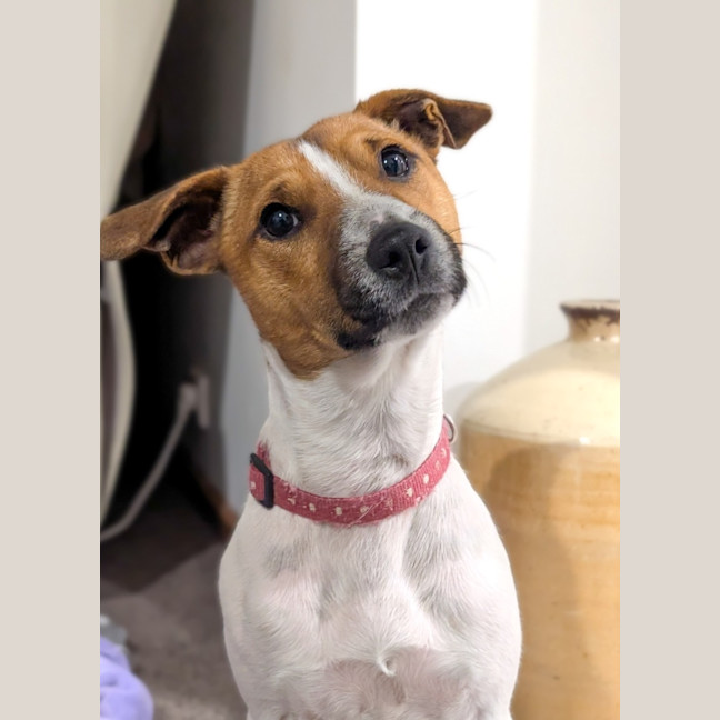 Photo of Zuzu