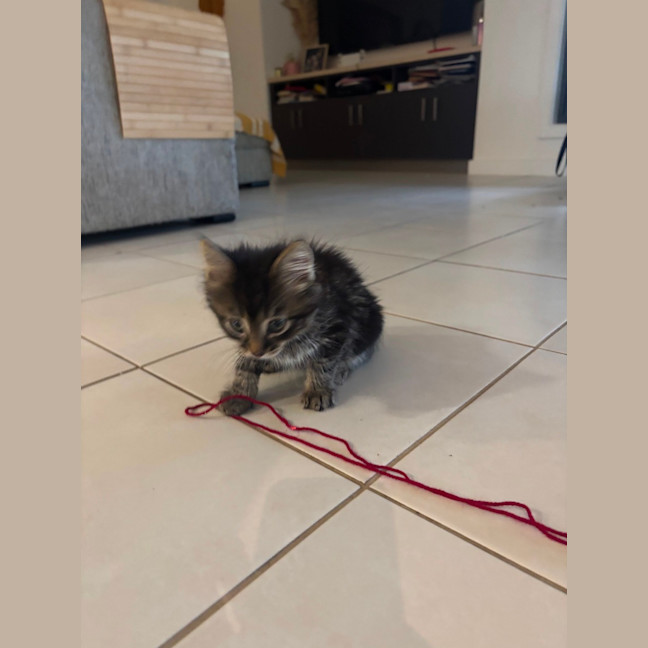 Photo of Beauty Meet Me@Petstock Hastings