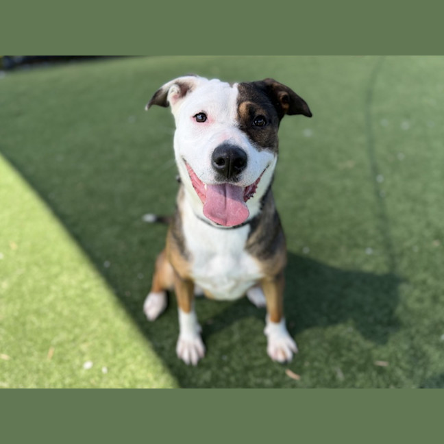 Photo of Honey Imp 3093