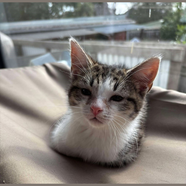 Photo of Boo