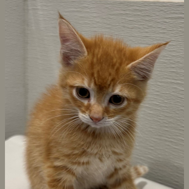Photo of Dexter 