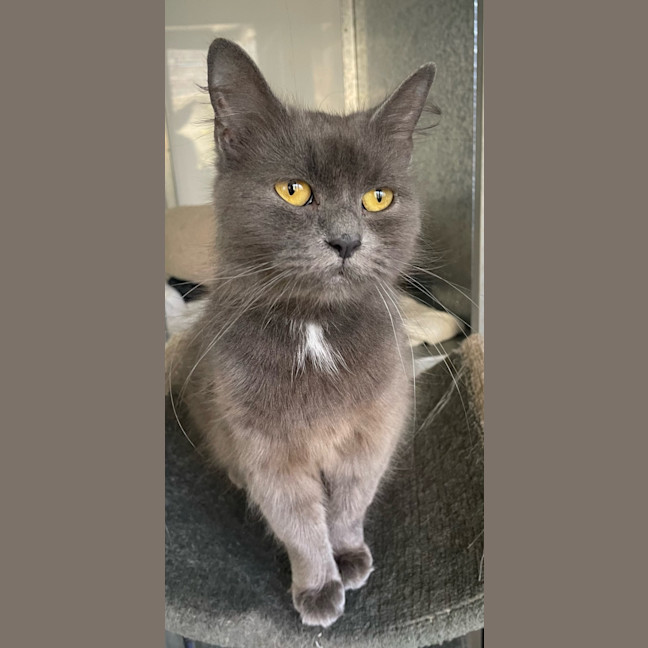 Photo of Calli