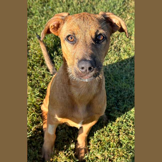 Photo of Stella