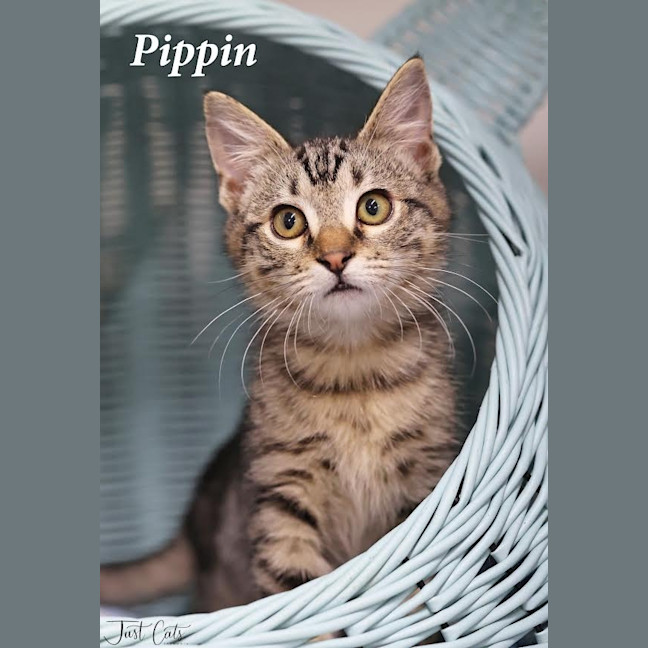 Photo of Pippin