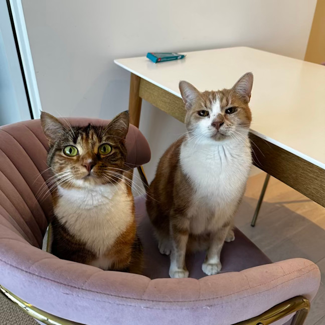 Photo of Nala & Bowie