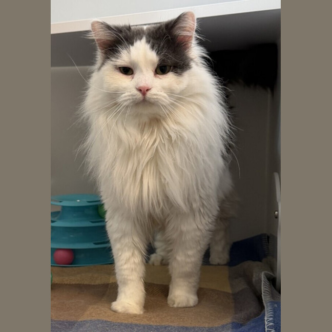 Photo of Hamlet