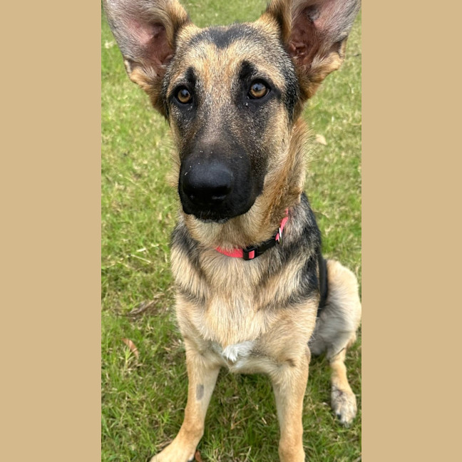 Photo of Gidget