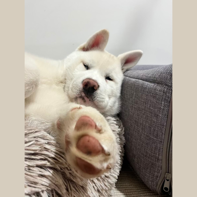 Photo of Pierogi