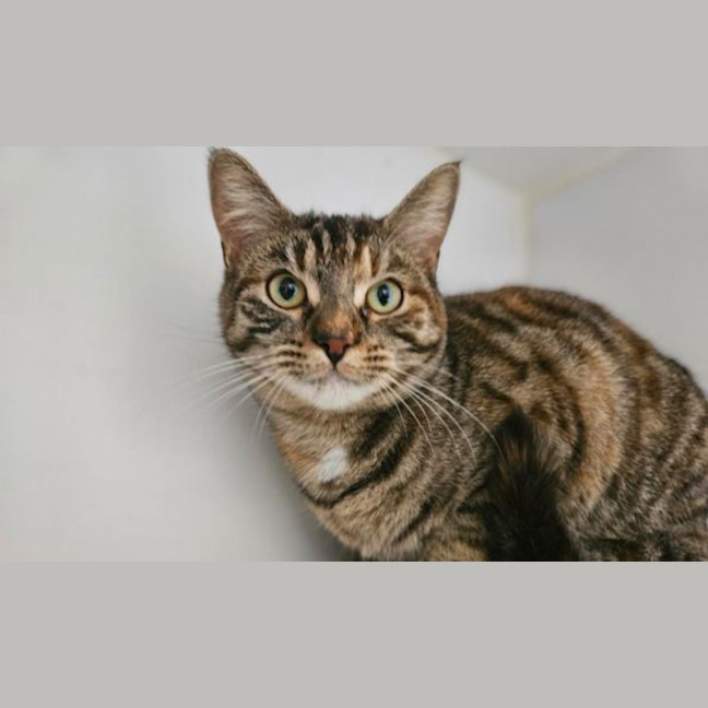 Photo of Taffy