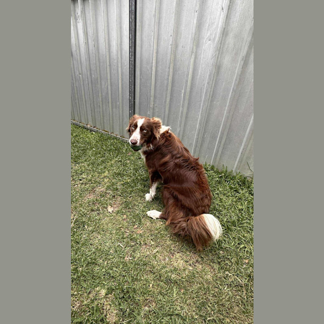 Photo of Zeke   11 Month Old Border Collie