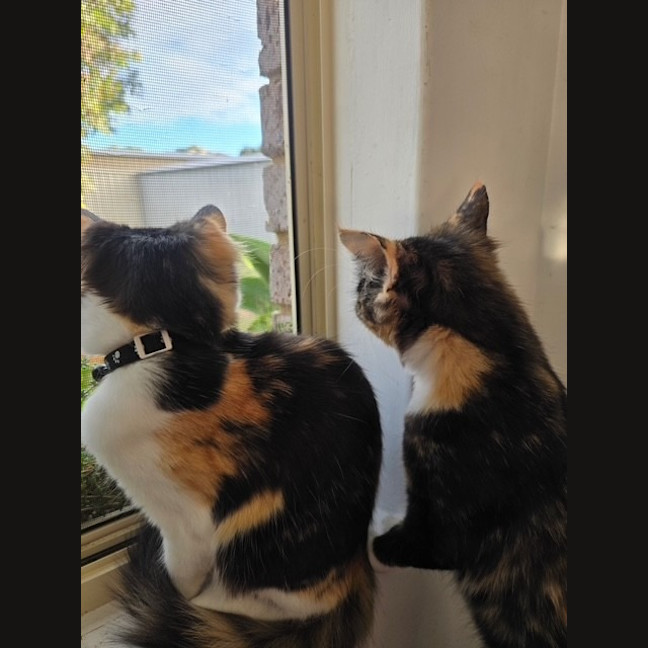 Photo of Olive