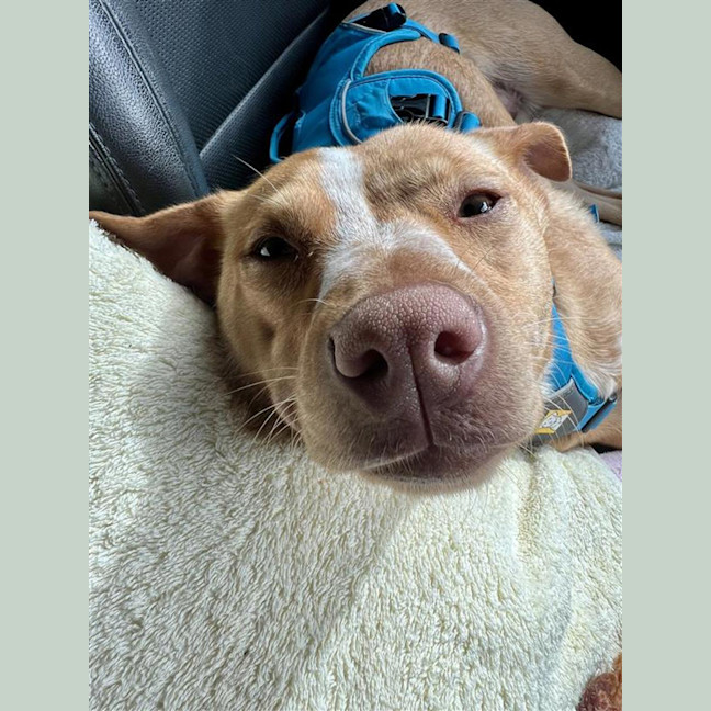 Photo of Honey