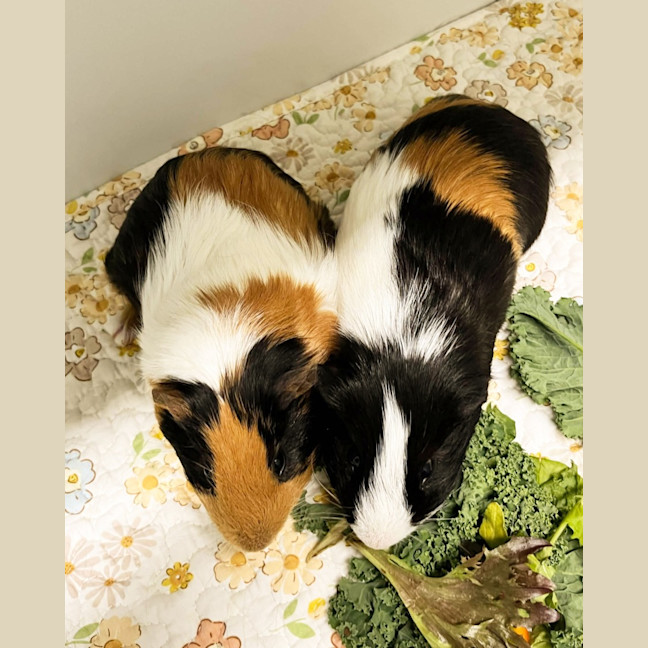 Photo of Bramble & Burr