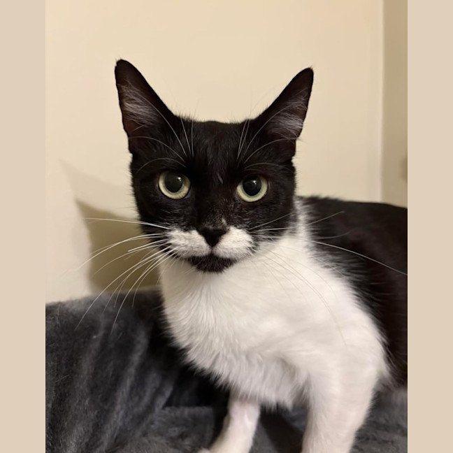 Photo of Lady Stella