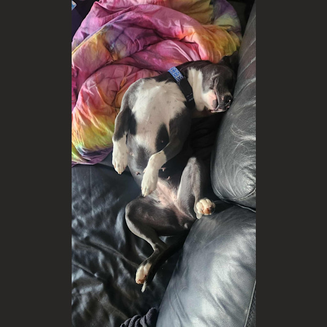 Photo of Lily