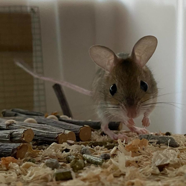 Photo of Myrtle, Protea & Ajuga