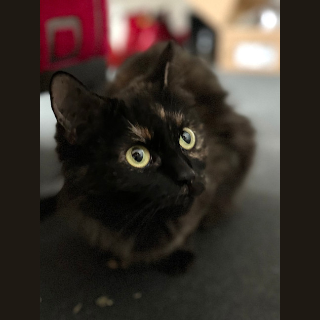 Photo of Cali