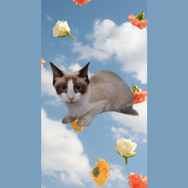 Photo of Mia
