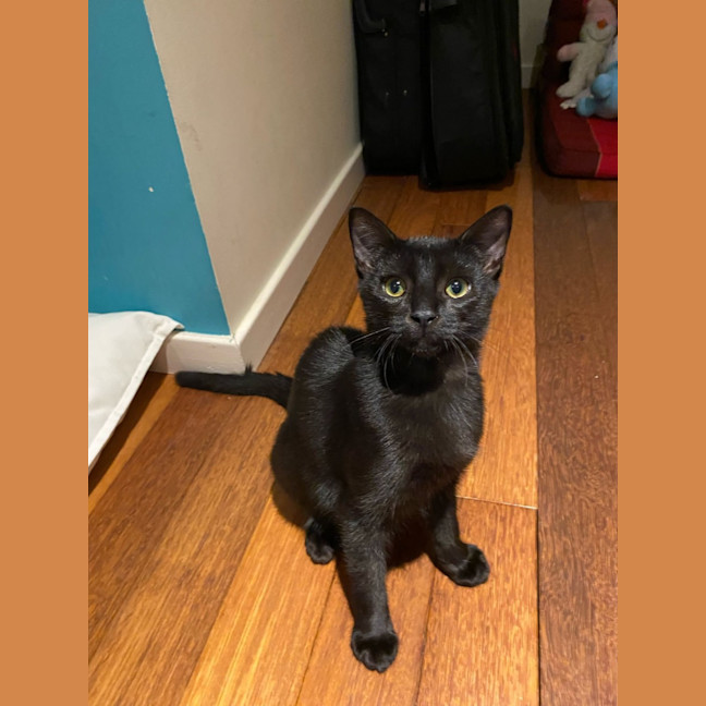 Photo of Bella