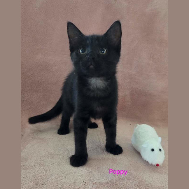 Photo of Poppy