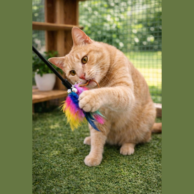 Photo of Tigger