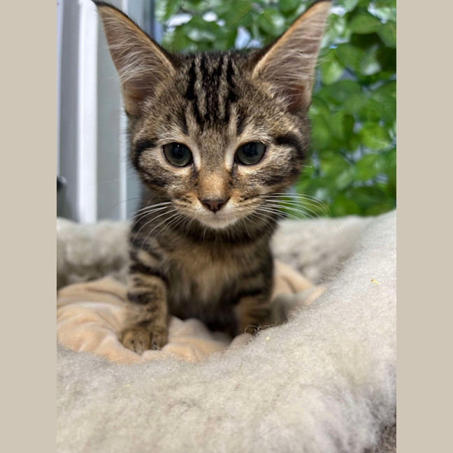 Photo of 🪁 Halo 5912 🪁