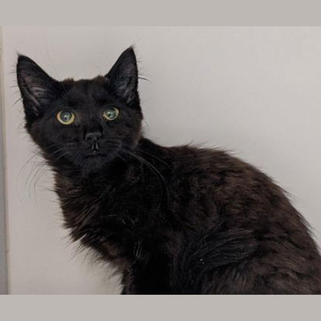 Photo of Buddy