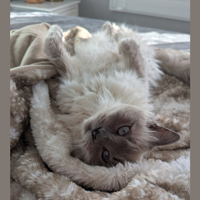 Photo of Tilly