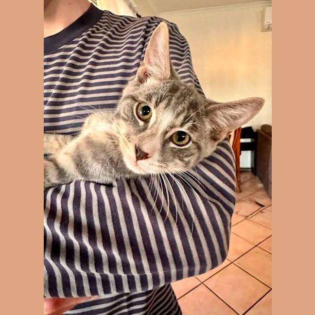 Photo of Lark