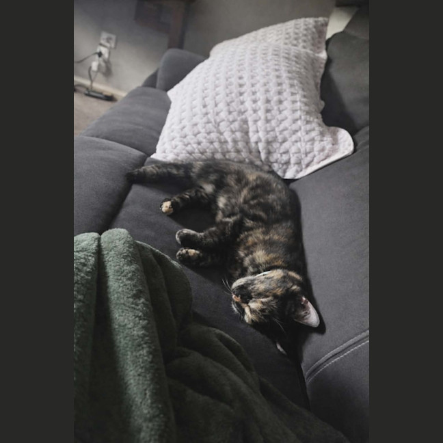 Photo of Meowlette* 9 Lives Project Rescue*