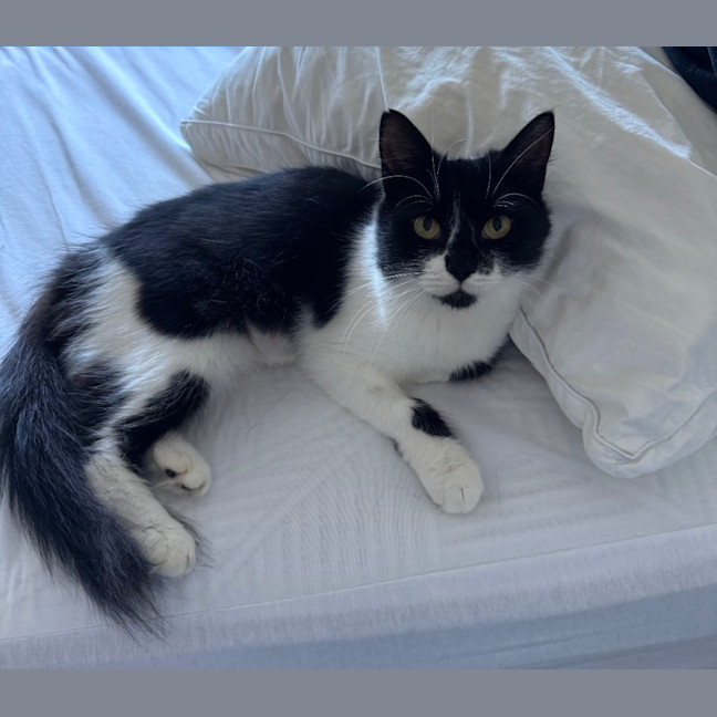 Photo of Bibi