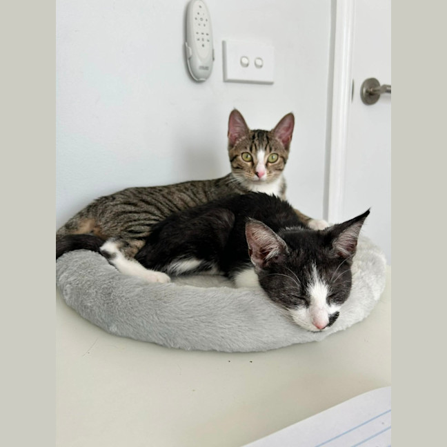 Photo of Donner *9 Lives Project Rescue*