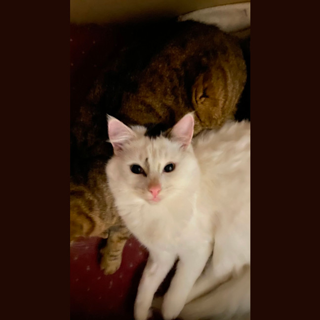 Photo of Nio   In Foster Care In Clayton