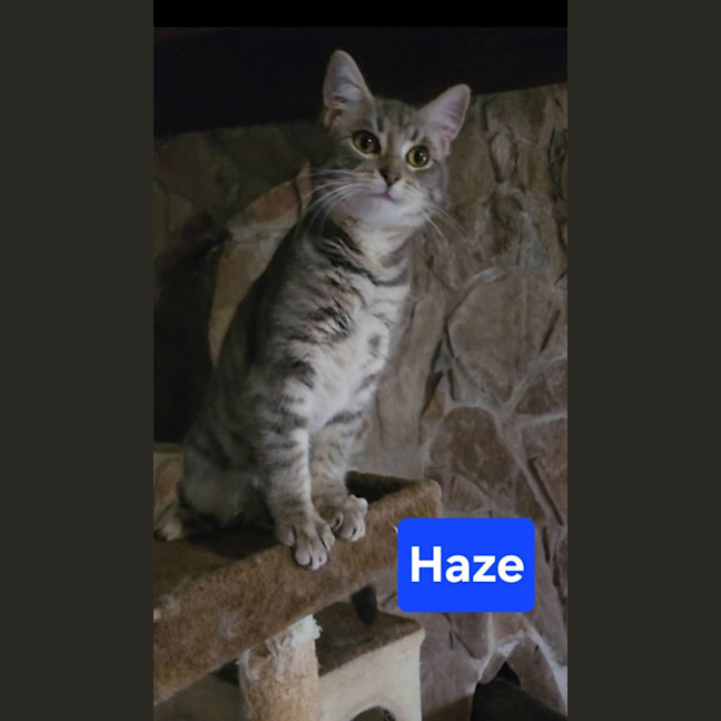 Photo of Haze