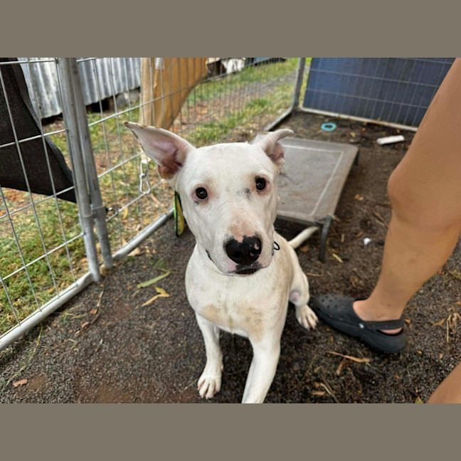 Photo of Bessie’s Puppies
