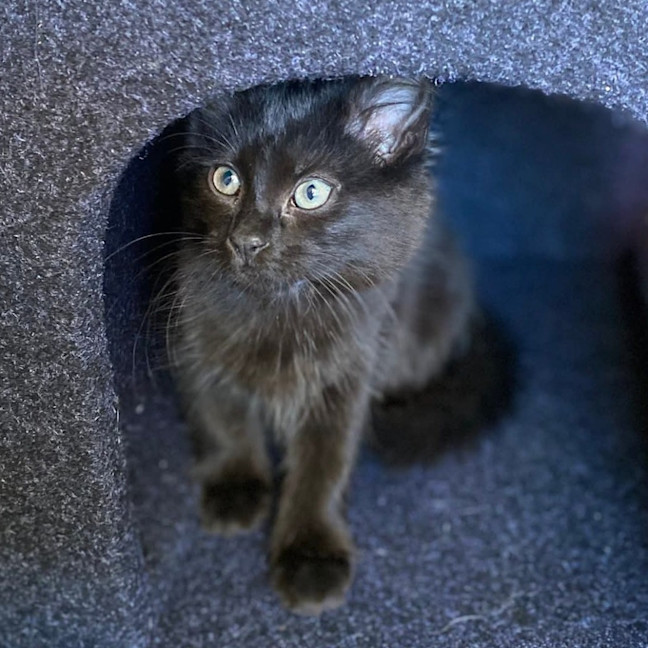 Photo of Jazz