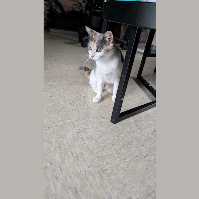 Photo of Pumpkin Nikki