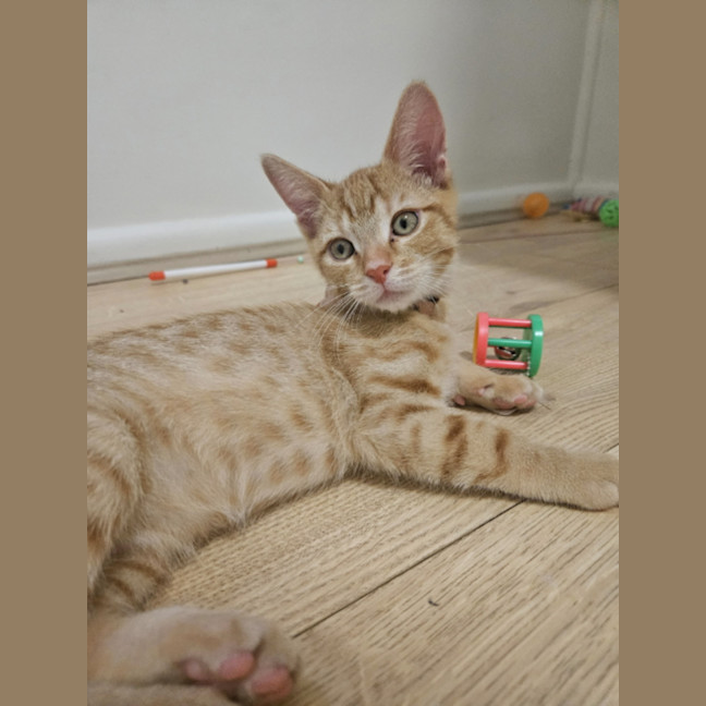 Photo of Storm – Ringworm Special $49