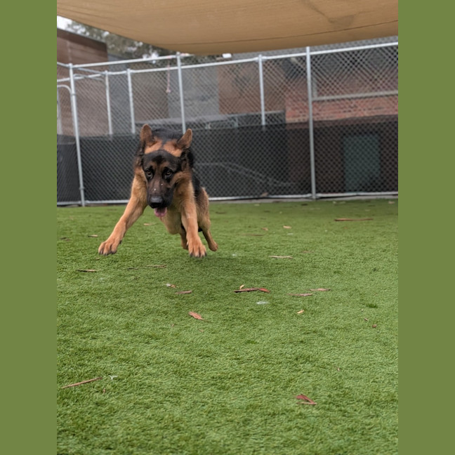 Photo of Sarge