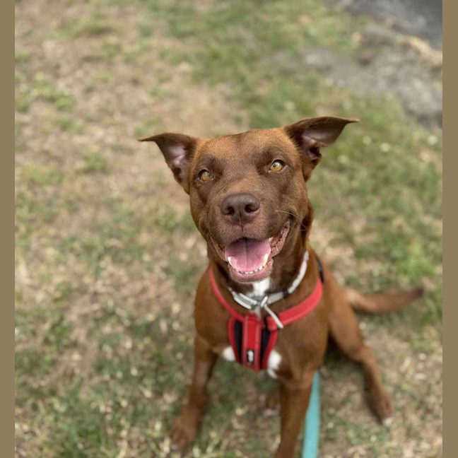 Photo of Willow