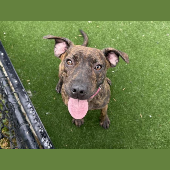 Photo of Jell O Imp 3217