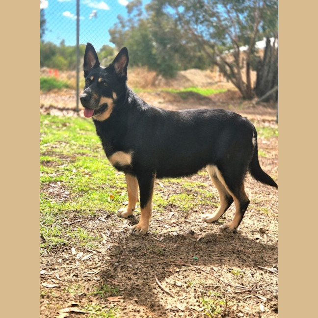 Photo of Roxy