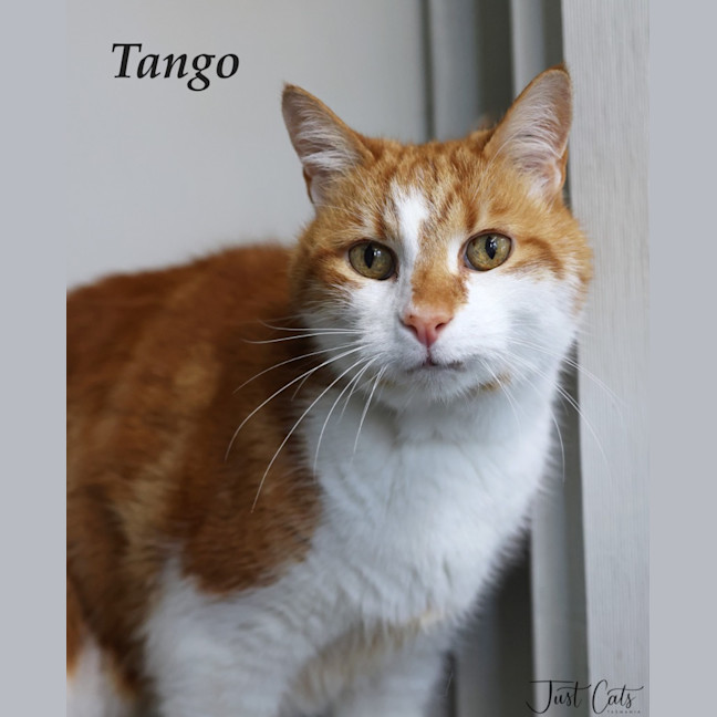 Photo of Tango