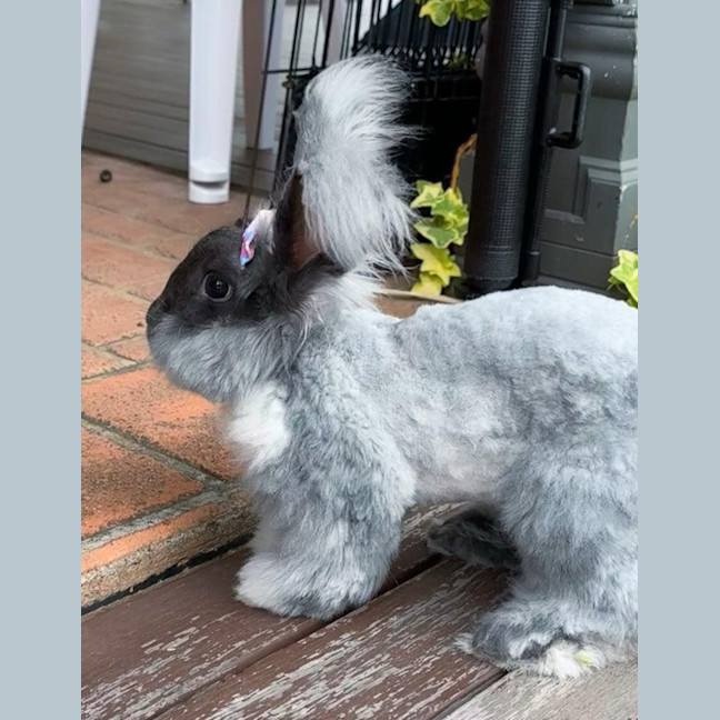 Photo of Pebbles (W Cotton Candy)