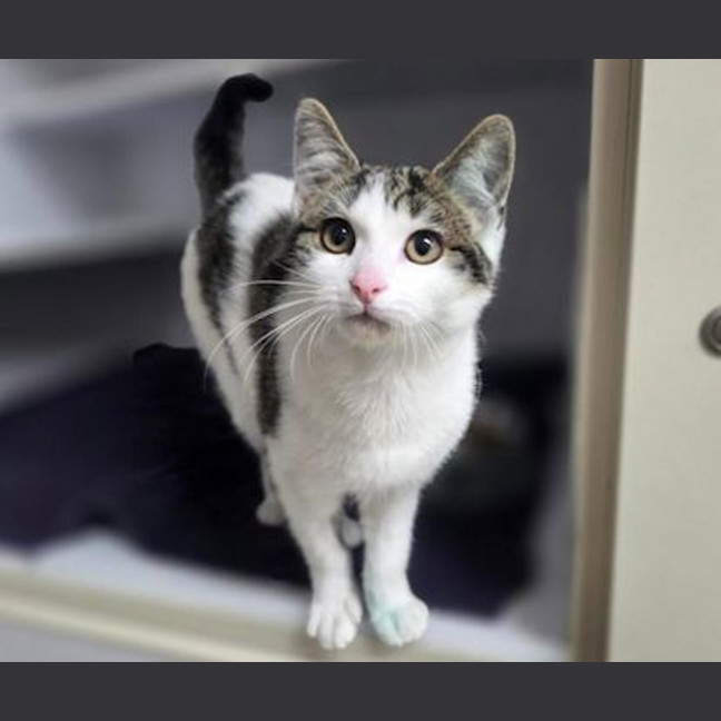Photo of Twix