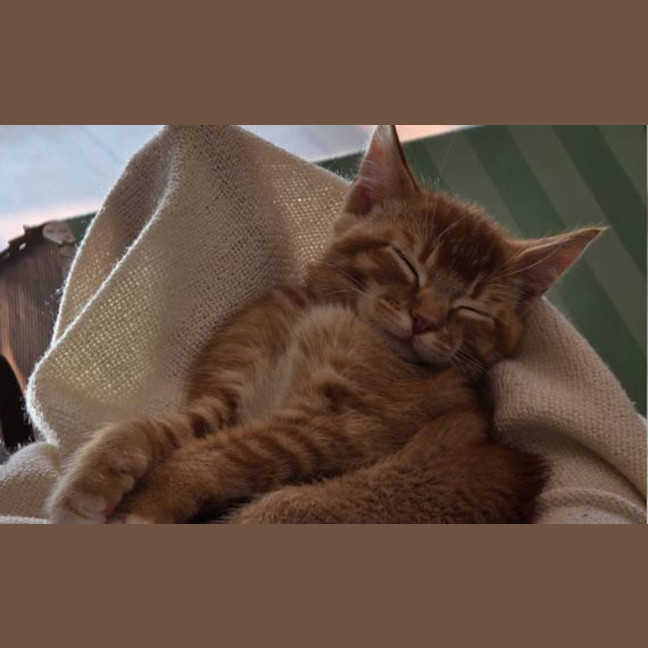 Photo of Peanut