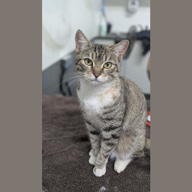 Photo of Cutie Patootie
